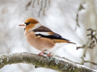Dižknābis (Coccothraustes coccothraustes)