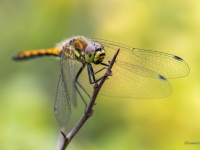 Melnā klajumspāre (Sympetrum danae)