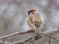 Lauku zvirbulis (Passer montanus)