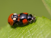 Divpunktu mārīte (Adalia bipunctata)