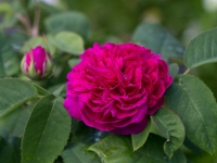 'ROSE DE RESHT'
