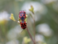 Vairogblakts (Eurydema dominulus)