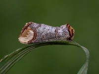 Liepu zobspārnis (Phalera bucephala)