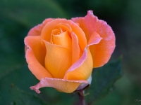 Rudens roze