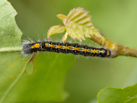 Tumšā ķiršu pelēkpūcīte (Acronicta tridens)