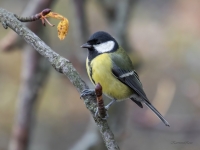 Lielā zīlīte (Parus major)