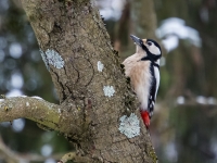 Dižraibais dzenis (Dendrocopos major)