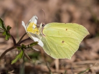Krūkļu baltenis jeb citrontauriņš (Gonepteryx rhamni)