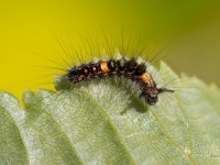 Parastā otiņaste (Orgyia antiqua)
