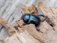 Meža bambals (Anoplotrupes stercorosus)