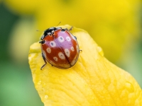 Acainā mārīte (Anatis ocellata)
