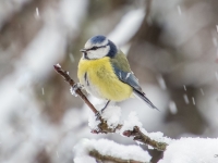 Zilzīlīte (Cyanistes caeruleus)