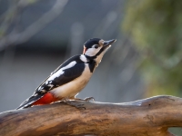 Dižraibais dzenis (Dendrocopos major)