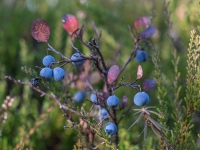 Zilene (Vaccinium uliginosum)