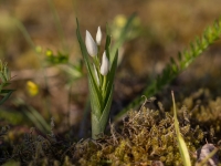 Garlapu cefalantēra (Cephalanthera longifolia) LV Sarkanajā grāmatā