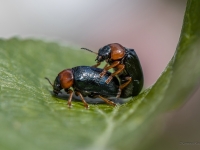Lapgrauzis Smaragdina sp.