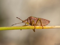 Zaļā vairogblakts (Palomena prasina)