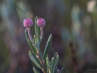 Daudzlapu andromeda  (Andromeda polifolia)
