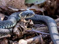 Parastais zalktis (Natrix natrix) 