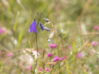 Apaļlapu pulkstenīte (Campanula rotundifolia)