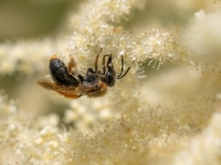 Smilšbite Andrena haemorrhoa