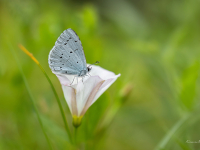 Krūkļu zilenītis  (Celastrina argiolus) 