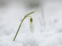  Baltā sniegpulkstenīte (Galanthus nivalis)
