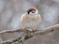 Lauku zvirbulis (Passer montanus)