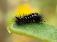 Dedestiņu otiņmūķene (Gynaephora selenitica)