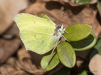 Krūkļu baltenis jeb citrontauriņš (Gonepteryx rhamni)
