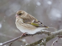 Zaļžubīte (Chloris chloris)