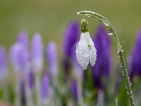 Baltā sniegpulkstenīte (Galanthus nivalis)