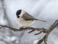 Purva zīlīte (Poecile palustris)