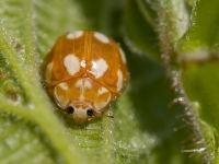 Desmitplankumu mārīte (Calvia decemguttata)