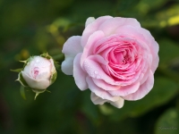 'LARISSA'