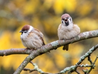 Lauku zvirbuļi (Passer montanus)