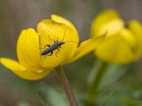 Māņkoksngrauzis Oedemera virescens uz saulpurenes zieda