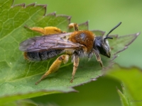 Smilšbite Andrena tibialis