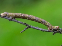 Druknais bērzu sprīžmetis (Biston betularia)