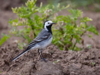 Baltā cielava (Motacilla alba)