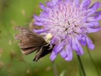 Krabjzirneklis (Misumena vatia) ar laupījumu.