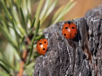Septiņpunktu mārīte (Coccinella septempunctata)