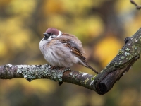 Lauku zvirbulis (Passer montanus)