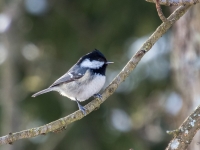 Meža zīlīte (Periparus ater)