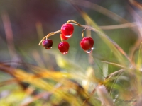 Parastā kreimene, maijpuķīte COREUS MARGINATUS rudenī