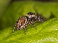 	 Lēcējzirneklis Evarcha sp.