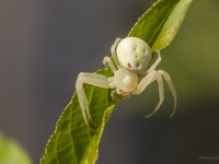 Krabjzirneklis (Misumena vatia)