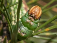 Priežu sfings (Hyloicus pinastri)