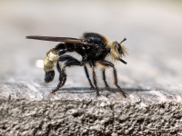 Kuprainā celmmuša (Laphria gibbosa) Īpaši aizsargājama suga!  LV Sarkanajā grāmatā 1. kat.