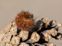 Sarkanbrūnais lācītis (Phragmatobia fuliginosa)